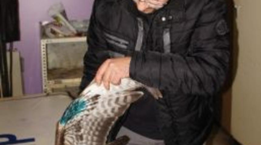 İnebolu&rsquo;ya Yaralı Olarak Bulunan Şahin, Emin Ellerdi