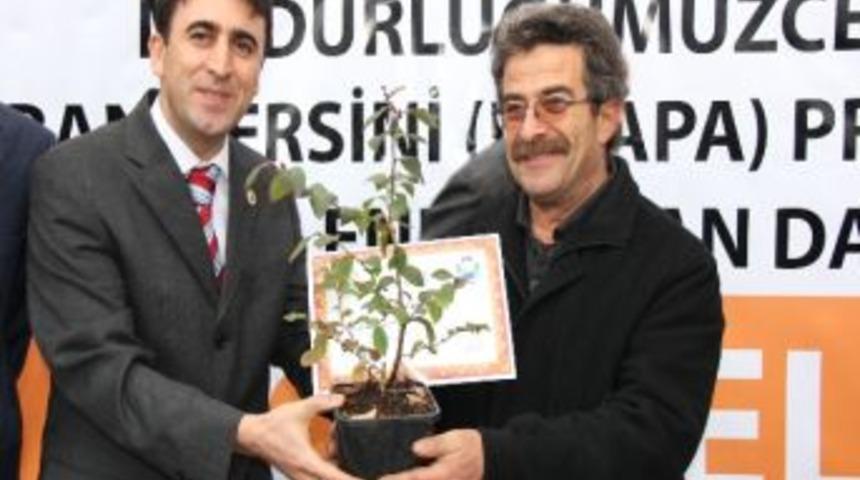 Rize&rsquo;de 6 Bin Likapa Fidanı Dağıtıldı