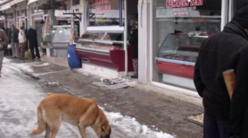 Kış Şartları, Sokak Hayvanlarını Da Olumsuz Etkiliyor