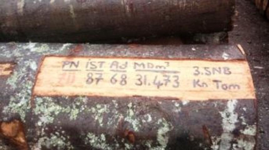 Orman İşletme Şefliğindeki &Uuml;retim B&ouml;lmeleri İncelendi