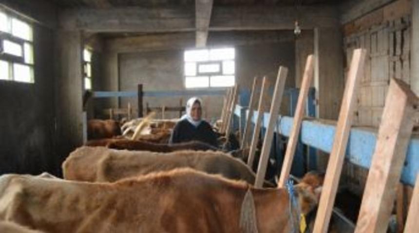 Gurbetten D&ouml;nd&uuml;ler, Memleketlerinde S&uuml;t &Uuml;reticisi Oldular