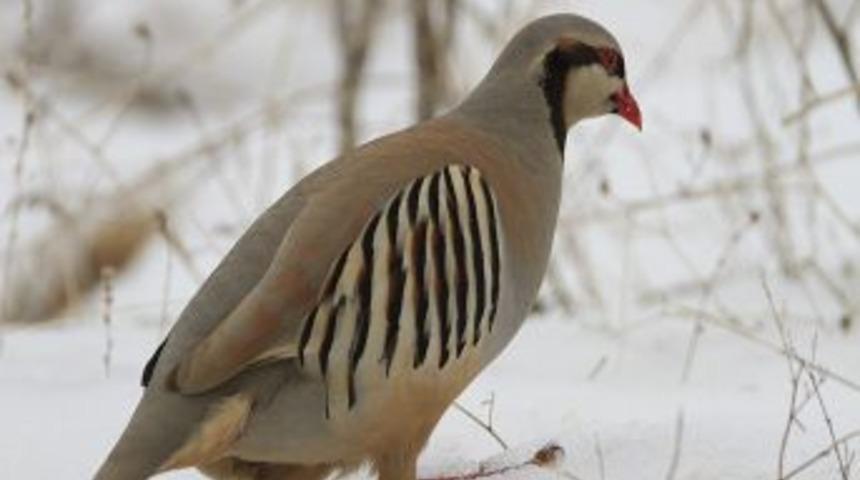 Keklik Pop&uuml;lasyonu D&uuml;ş&uuml;nce, Avcılar Keklik Avlamak Yerine Beslemeye Başladı