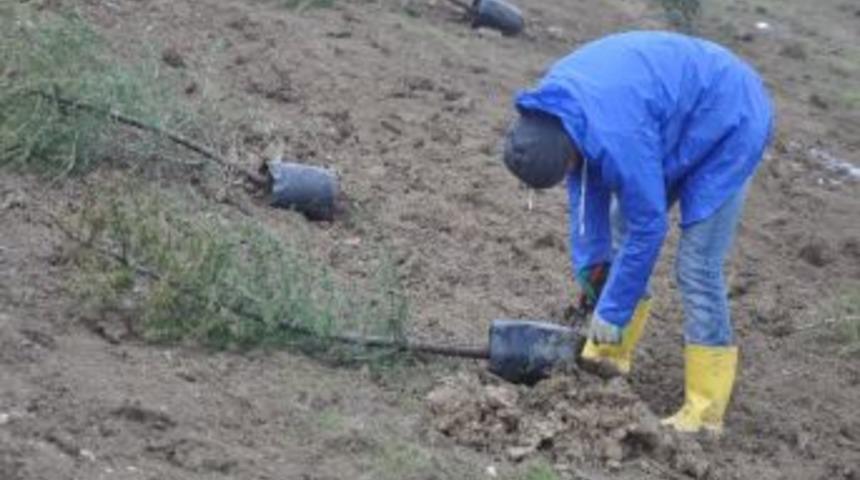 Ağa&ccedil;landırma T&uuml;m Hızıyla Devam Ediyor