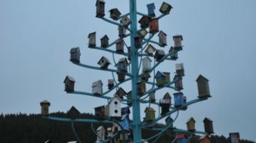 &Ccedil;orum Tabiat Parkının Ilk Misafirleri Karacalar Oldu