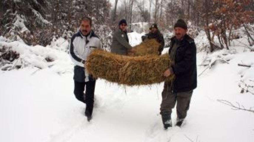 Karda Yiyecek Sıkıntısı &Ccedil;eken Yaban Hayvanlarına Yem Bırakıldı