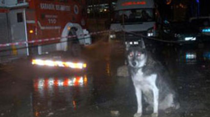 İntihar etmek isteyen sahibini bekledi