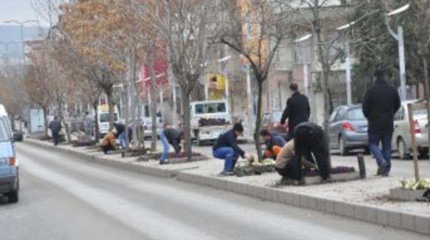 Kırıkkale'de Park, Kavşak Ve Ref&uuml;jlere S&uuml;s Bitkisi Dikildi