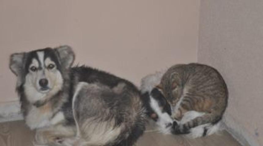 Kedi İle K&ouml;peğin Dostluğu Şaşırtıyor