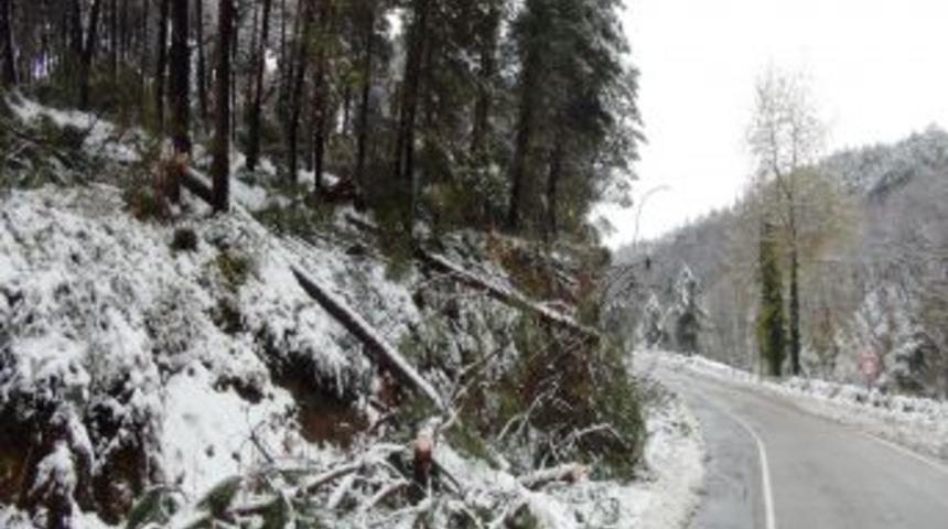 Beykoz&rsquo;da Ağa&ccedil;lar Kara Dayanamadı