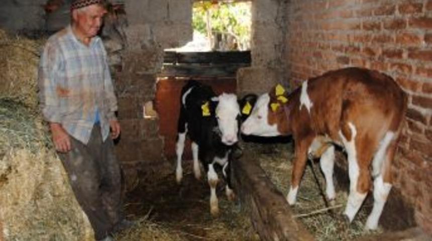 Sığır Ve Buzağı Desteklemelerinde Son Başvuru Tarihi 31 Aralık