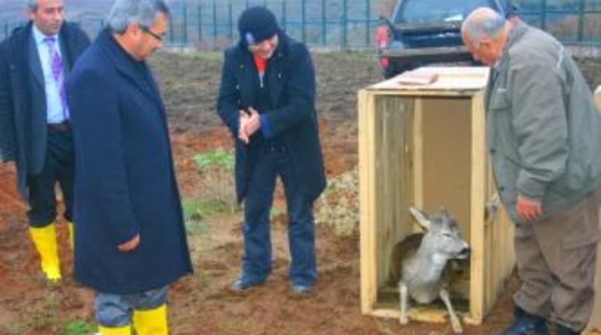 Tabiat Parkına Karaca Salındı