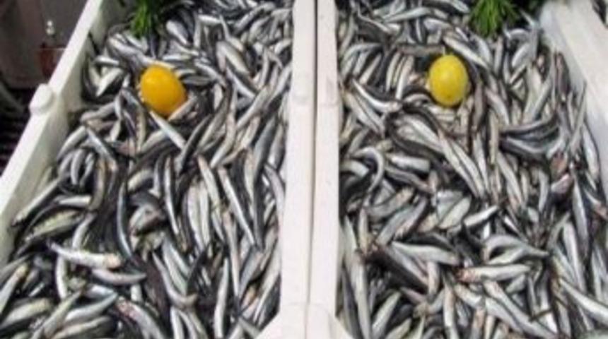 Kar Suyu Hamsiyi Lezzetlendirdi