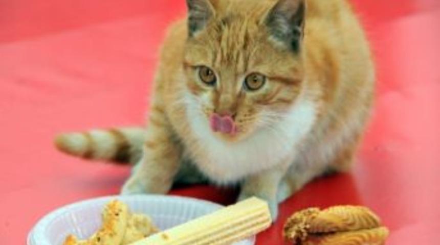 Sokak Kedisinin Pasta Keyfi