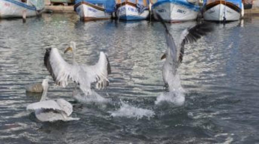Pelikanlar İzmir&rsquo;de