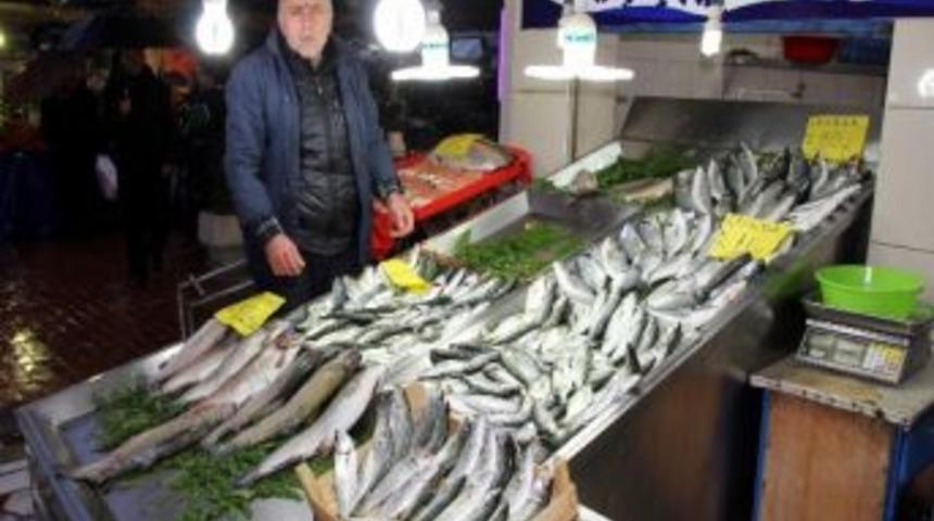 Batı Karadeniz Hamsi Sıkıntısı Yaşıyor