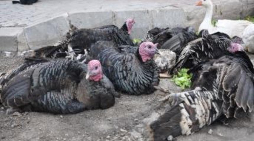 Yılbaşının Vazge&ccedil;ilmezi Hindi Satışa &Ccedil;ıktı