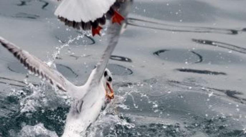 Eksi 3 Derecede Ekmek Savaşı