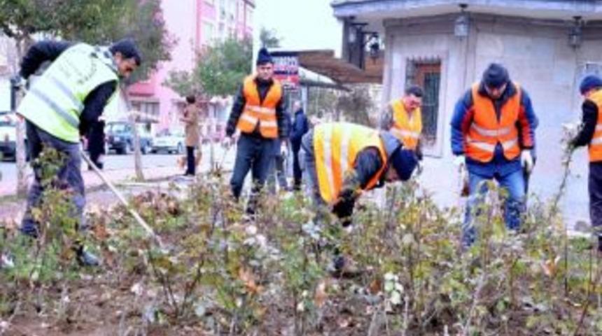 Isparta G&uuml;llere B&uuml;r&uuml;necek