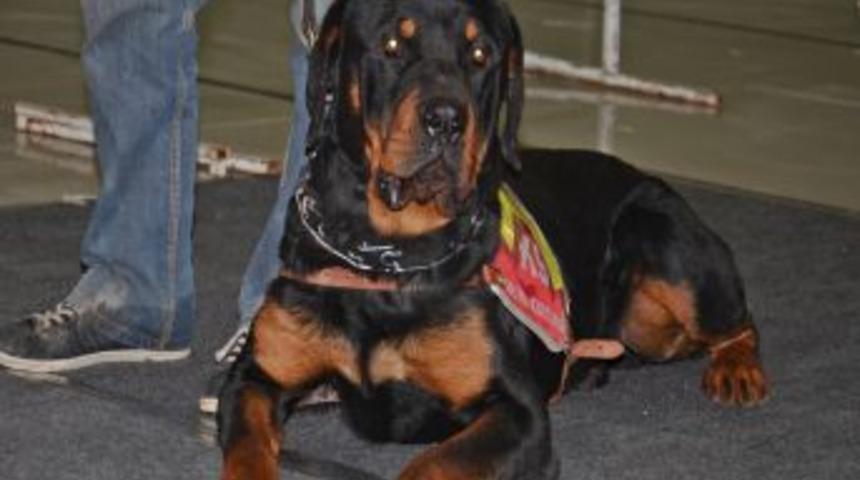 Gaziantep'in En G&uuml;zel K&ouml;peği Se&ccedil;ildi