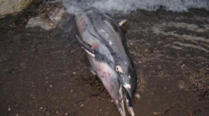 Marmaris&rsquo;te Kıyıya Vuran Yunus Kokmaya Başladı