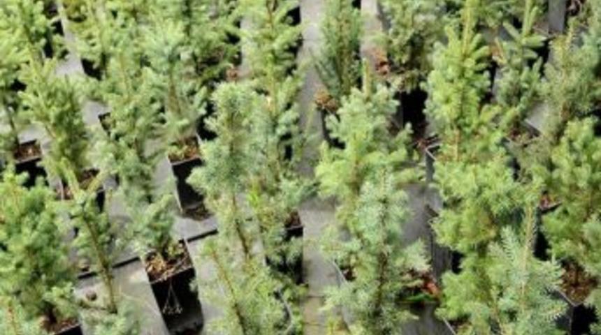 Sapanca&rsquo;dan Edirne&rsquo;ye 30 Bin &Ccedil;am Fidesi Hediye Edildi