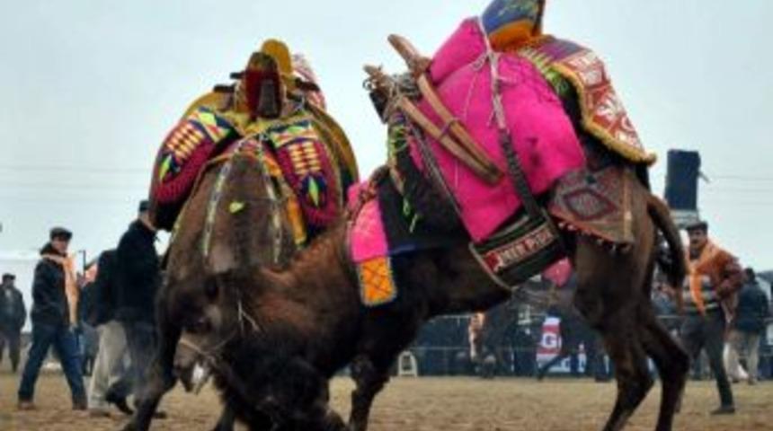 Deve Sevdası Yağmur Dinlemedi