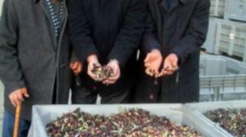 Burhaniye&rsquo;de Zeytin Bereketi