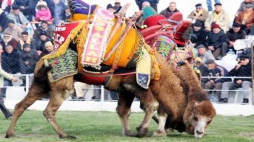 Kaz Dağları&rsquo;nda Deve G&uuml;reşi Heyecanı