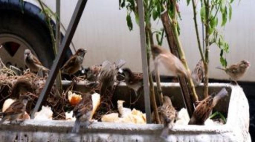 Sarıg&ouml;l Esnafı, Kuşlara Soğukta Kol Kanat Geriyor