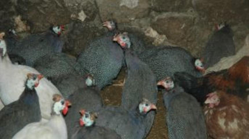 Yeni Yılın Hindileri G&ouml;r&uuml;c&uuml;ye &Ccedil;ıktı