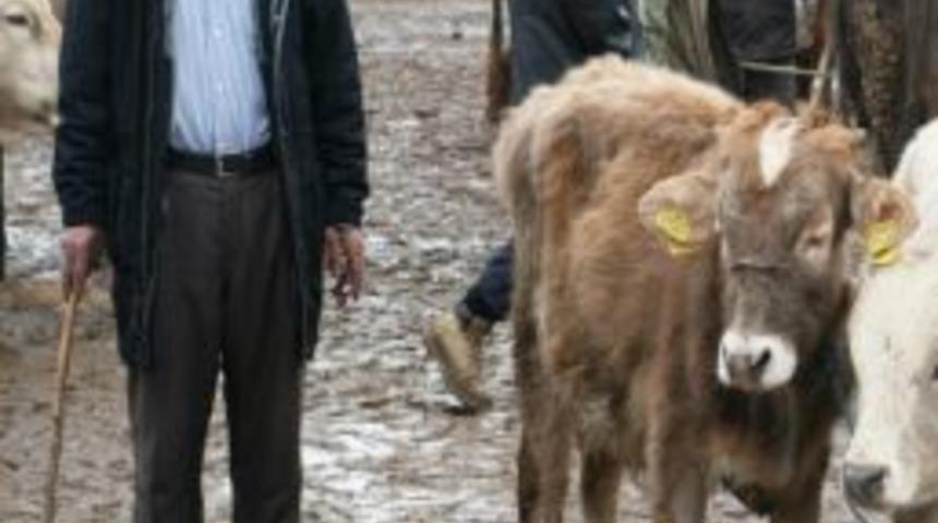 Hayvan Pazarında &Ccedil;amur Rezaleti