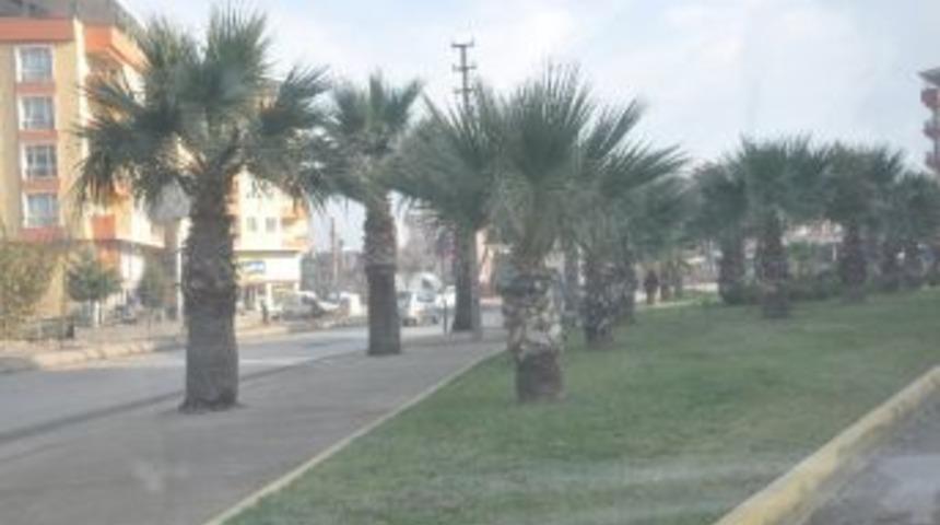 Soma'da Cadde Kenarındaki Palmiyeler Parklara Taşınıyor