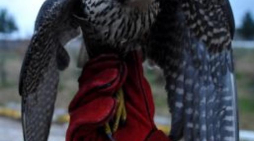 Yaralı Olarak Bulunan Atmacayı Veteriner İşleri M&uuml;d&uuml;rl&uuml;ğ&uuml;nde Tedavi Altına Alındı