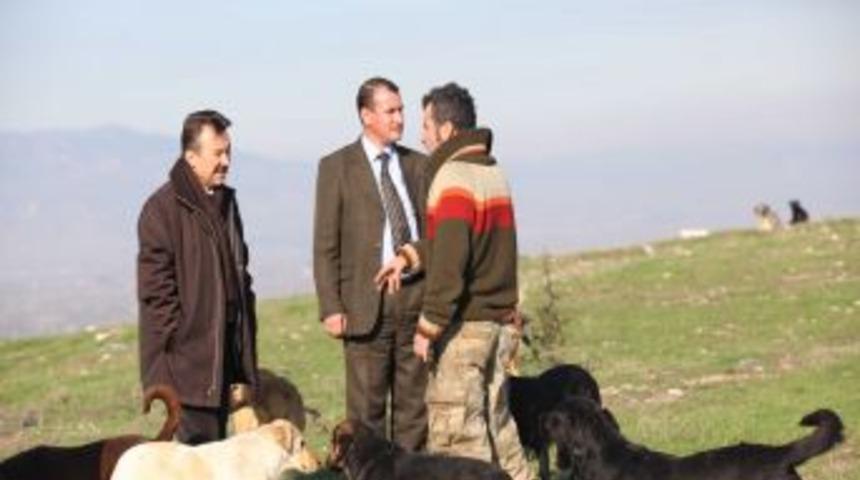 Denizli&rsquo;de Sokak Hayvanları Kuru Mamayla Beslenecek