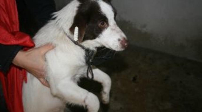 K&ouml;peğe Şiddet İddiası