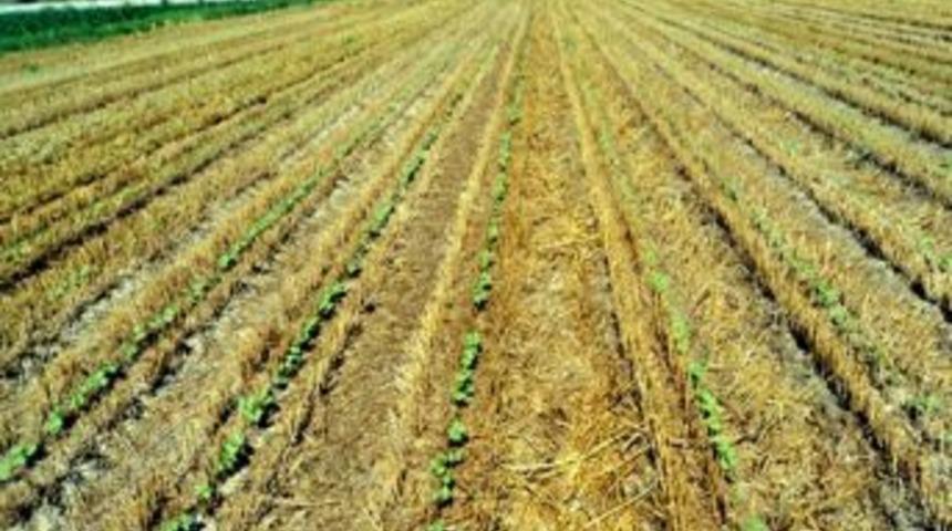 Aydınlı &Uuml;retici Sırta Ekimde Başarılı Oldu