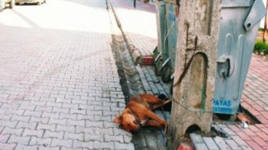 Sokak K&ouml;pekleri &Ouml;ld&uuml;r&uuml;l&uuml;yor Iddiası