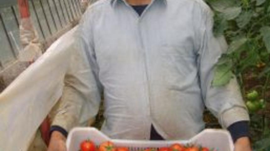 Ge&ccedil; Gelen Kış, Domates Ihracat&ccedil;ısını Da &Uuml;reticini De &Uuml;zd&uuml;