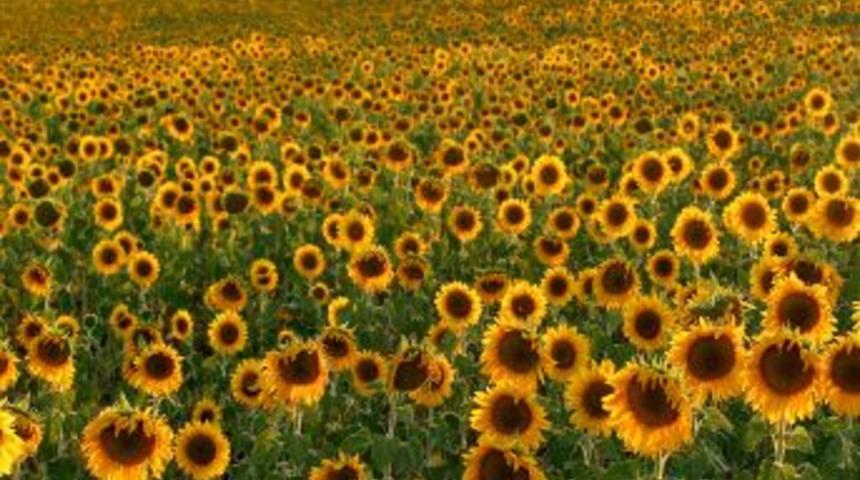 Yağlı Bitkiler Verime G&ouml;re Desteklenecek