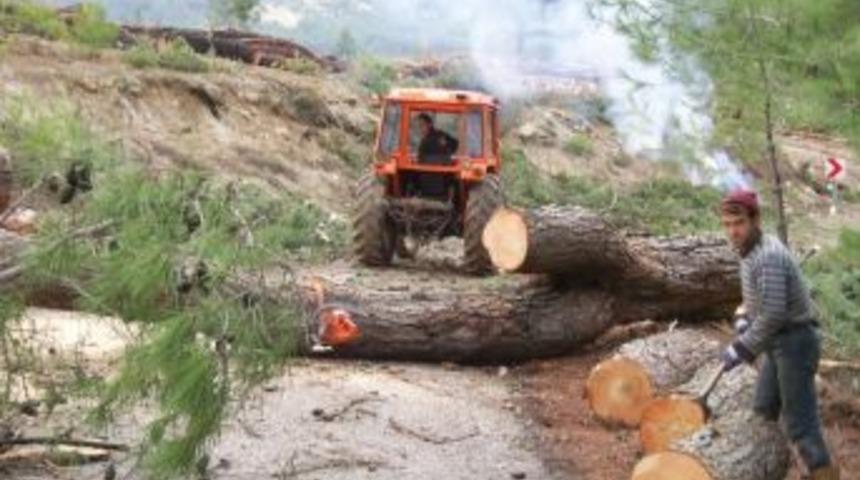 2012, Yılı Soma'da Ağa&ccedil;landırma Yılı Oldu