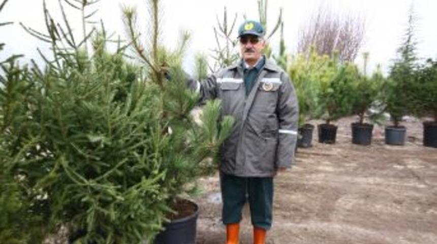 "Yılbaşında Ağa&ccedil; Kesme, Fidan Dik"