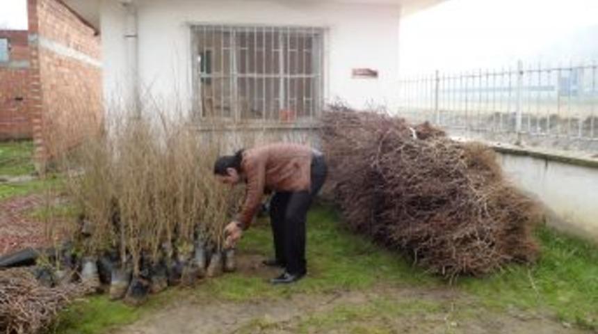 Boyabat'ta 22 Bin Meyve Fidanı Dağıtıldı