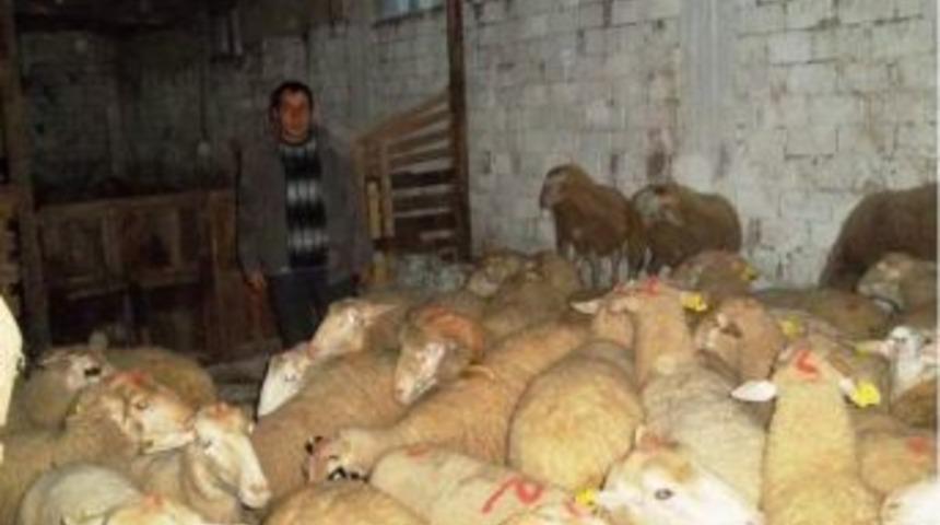 Bursa'da 210 K&uuml;&ccedil;&uuml;kbaş Hayvan Dağıtıldı