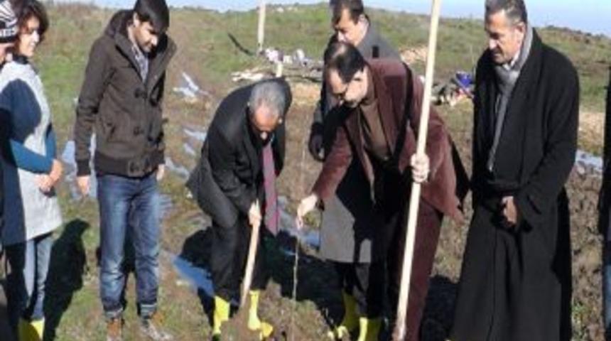 Yalova'ya 7 Bin Fidan