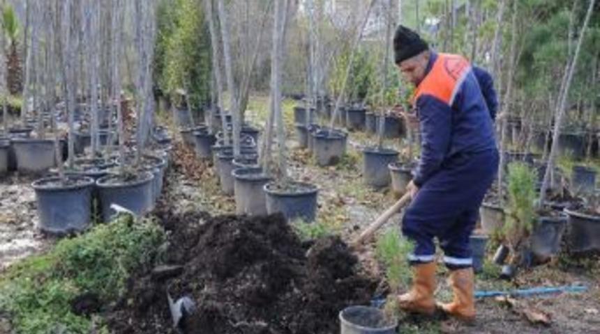 Parklar İ&ccedil;in Yeni Fidanlar Hazır