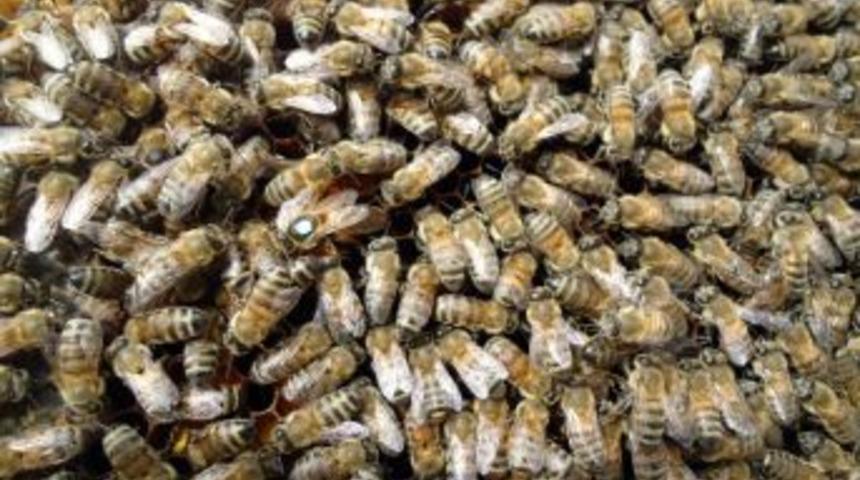 Yalova'da 2012 Yılında 50 Ton Kestane Balı Elde Edildi