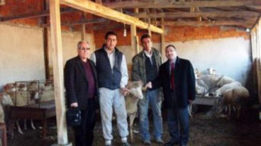 Osmangazi'nin 5 K&ouml;y&uuml;nde 200 Damızlık Koyun Ve 10 Ko&ccedil; Dağıtıldı