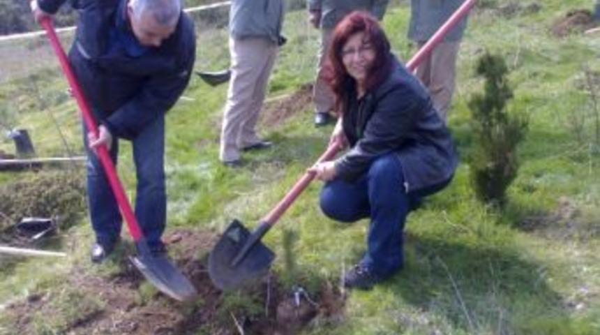 Durak&rsquo;dan &Ccedil;am Kesmeyin Dikin &Ccedil;ağrısı