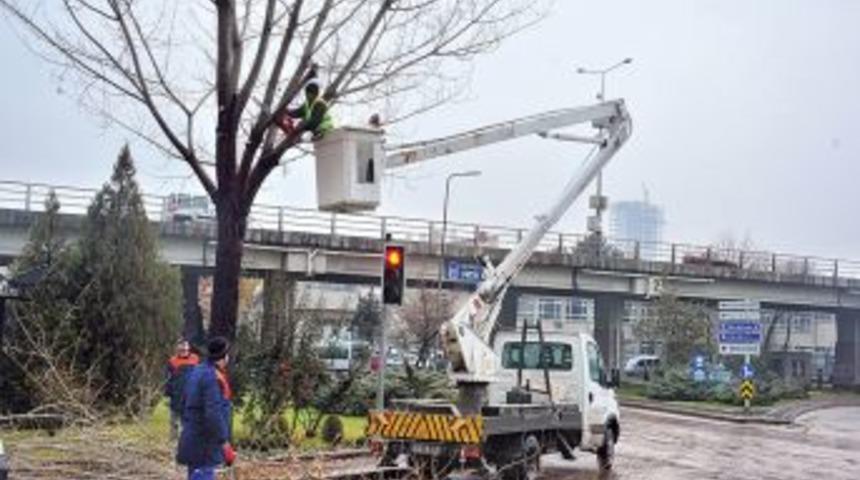 Ankara'da Cadde Ve Parklardaki Ağa&ccedil;lar Budanıyor