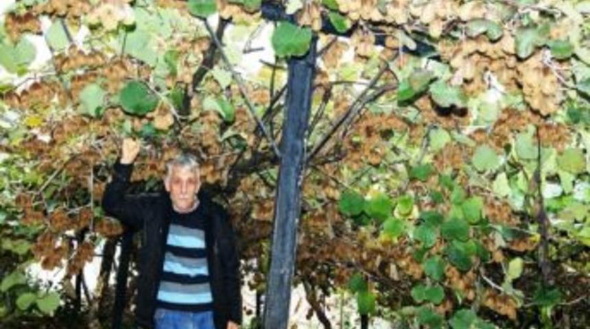 Kivi &Uuml;reticinin Elinde Kaldı